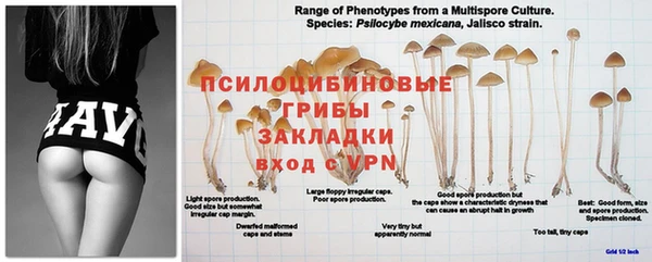 ешки Козловка